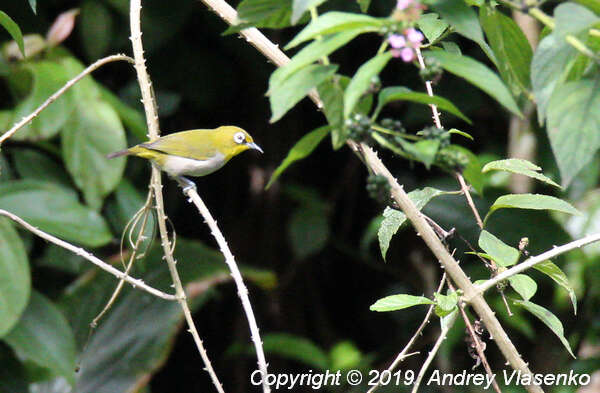 صورة Zosterops maderaspatanus maderaspatanus (Linnaeus 1766)