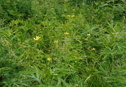 Image of Hypericum ascyron subsp. gebleri (Ledeb.) N. Robson