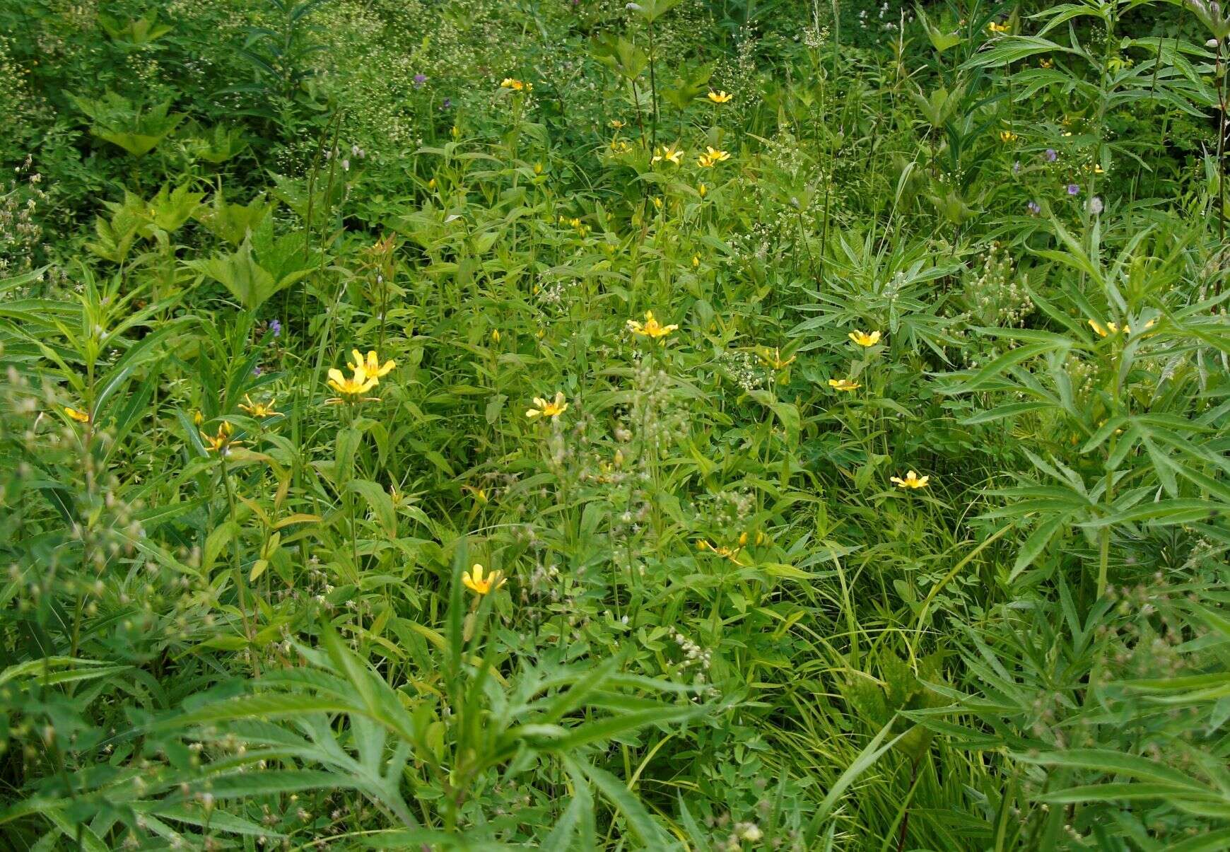 Image de Hypericum ascyron subsp. gebleri (Ledeb.) N. Robson