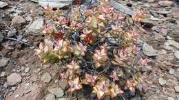 Image of Crassula rupestris subsp. rupestris