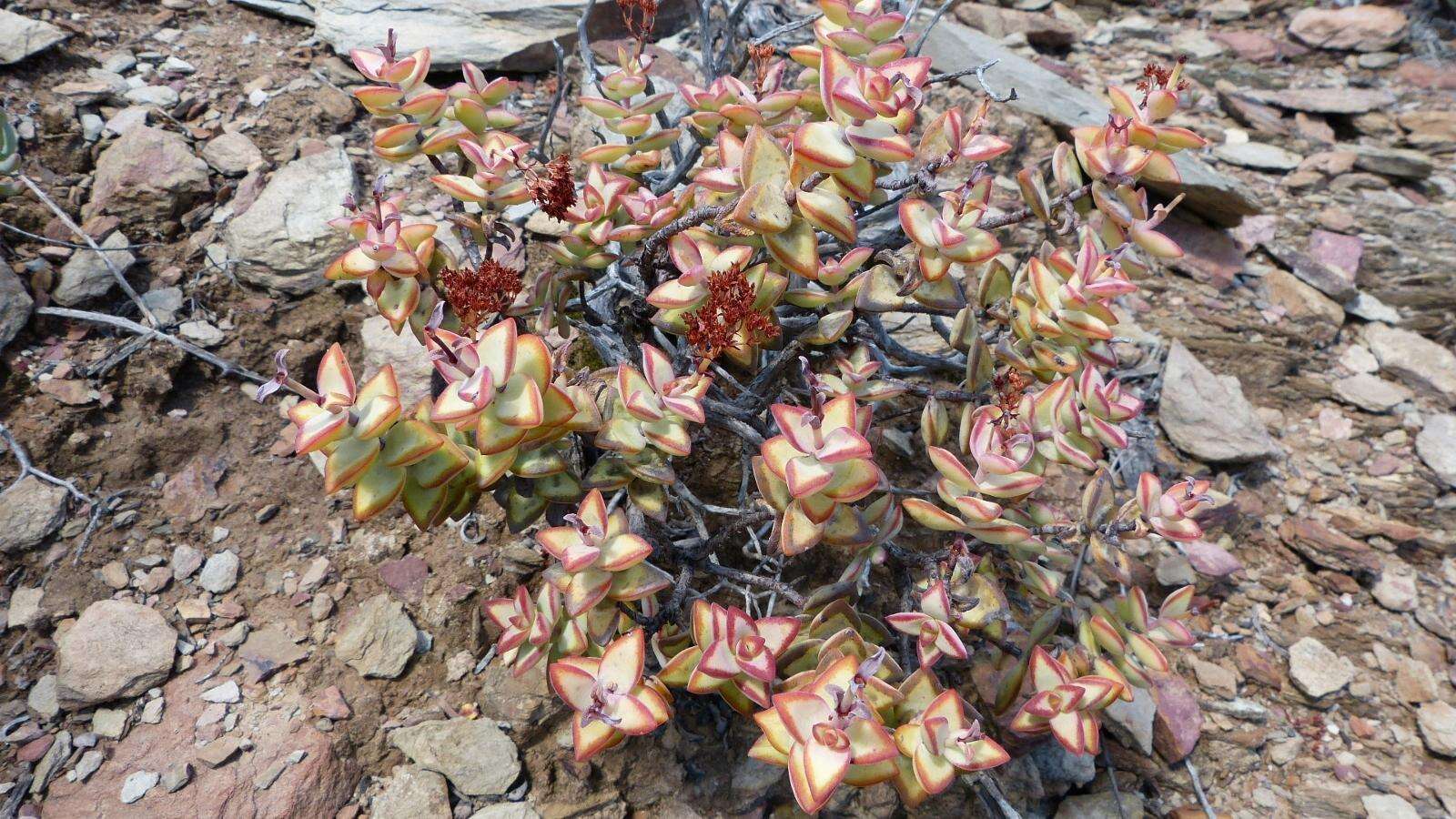 Image of Crassula rupestris subsp. rupestris