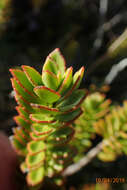 Image of Veronica macrantha Hook. fil.