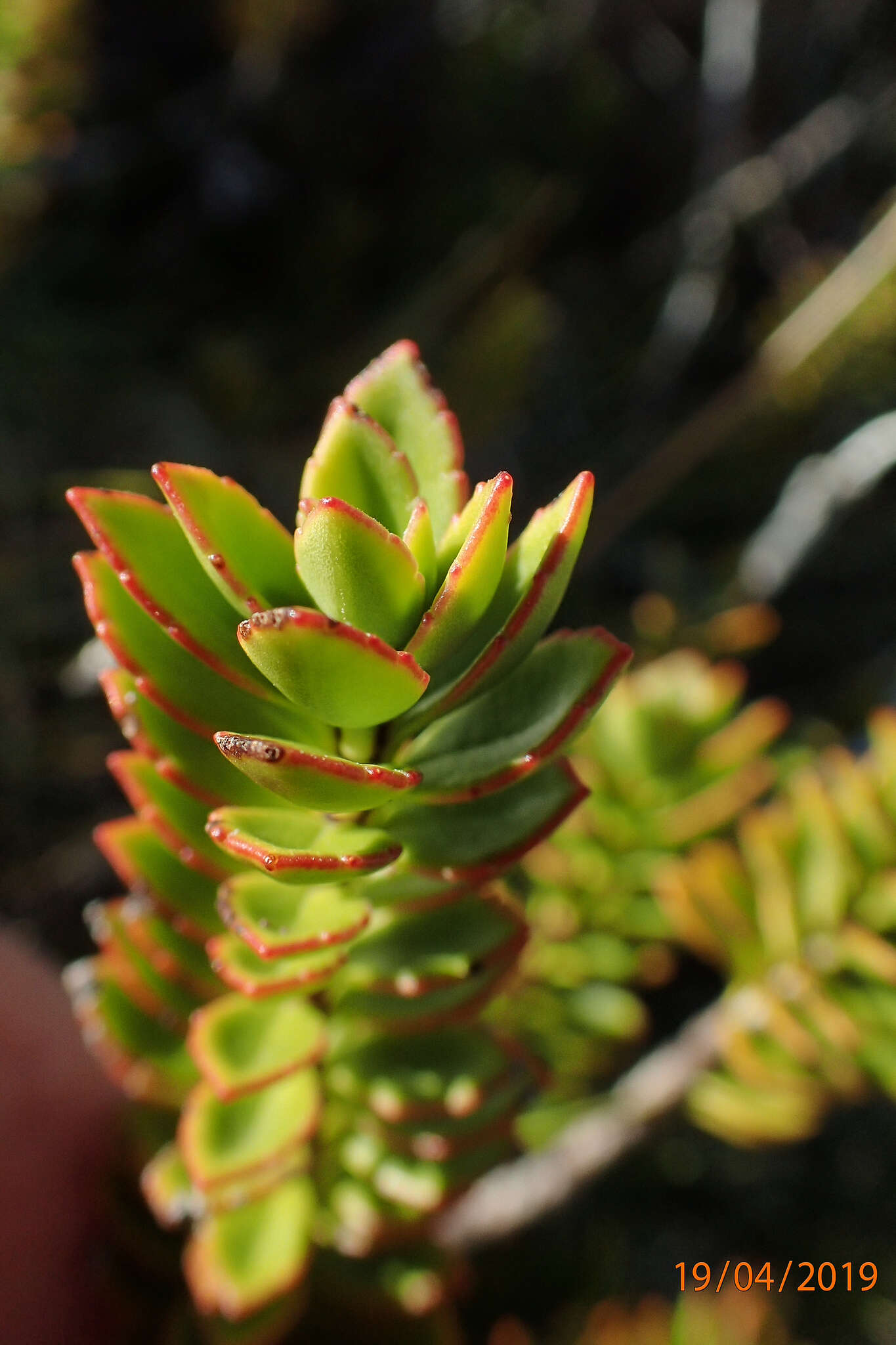 Image of Veronica macrantha Hook. fil.