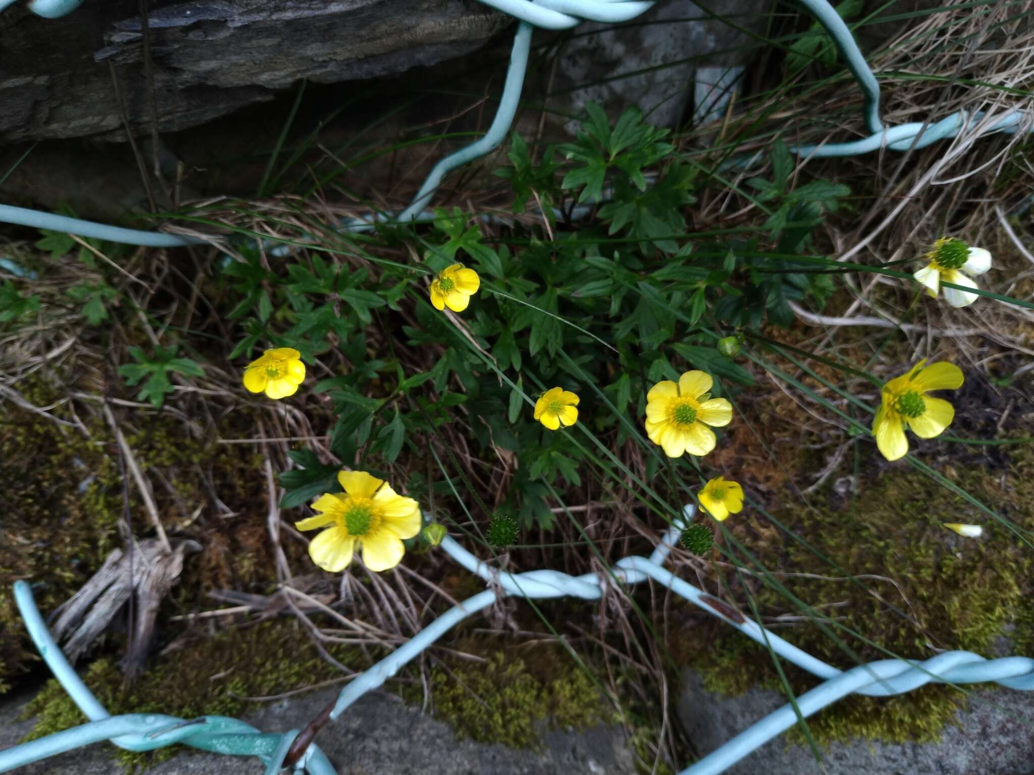 Imagem de Ranunculus formosamontanus Ohwi