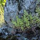 Image of Oregon cliff fern