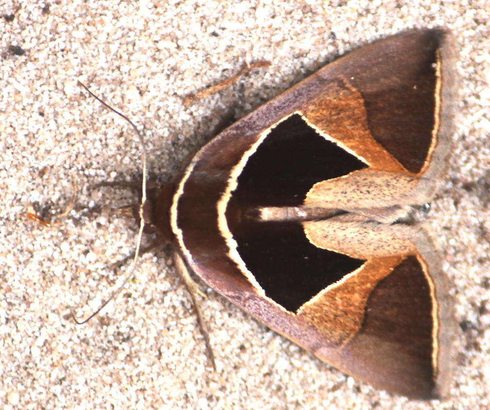 Image of Fodina embolophora Hampson 1902