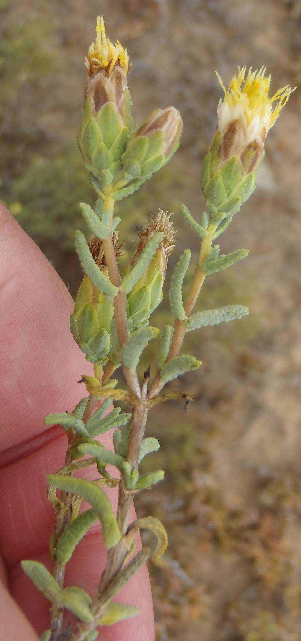 Image of Pteronia succulenta Thunb.