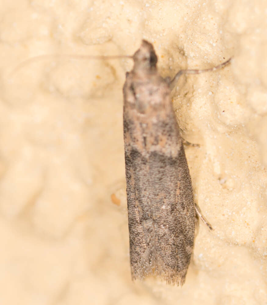 Image of Moth