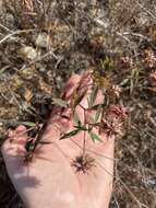 Слика од Trifolium gracilentum var. palmeri (S. Watson) McDermott