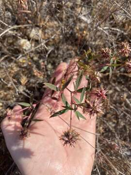 Image of Palmer's clover