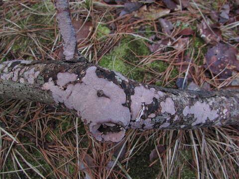 صورة Corticium roseocarneum (Schwein.) Hjortstam 1998