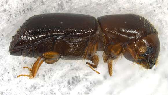 Image of Redbay Ambrosia Beetle