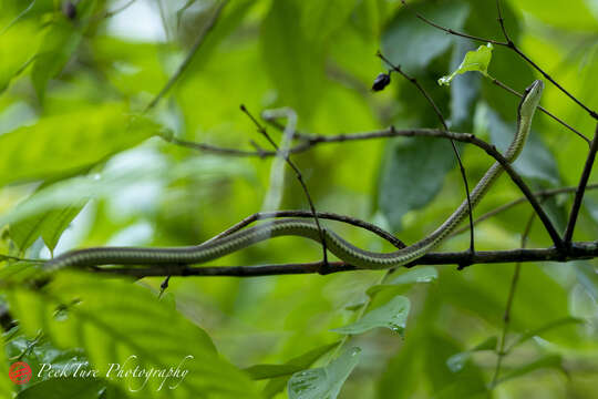 Image of Banded Flying Snake