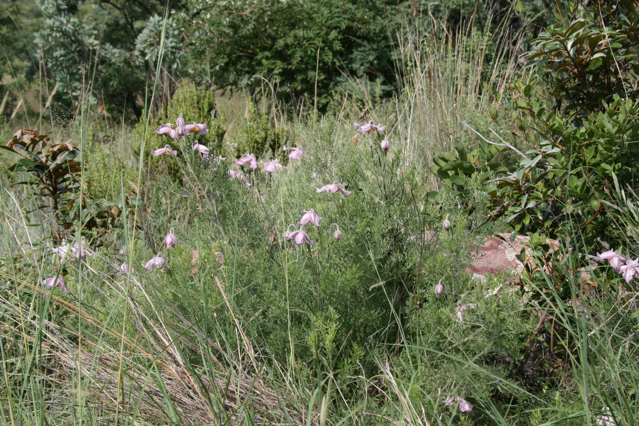 Image of Clematis villosa DC.