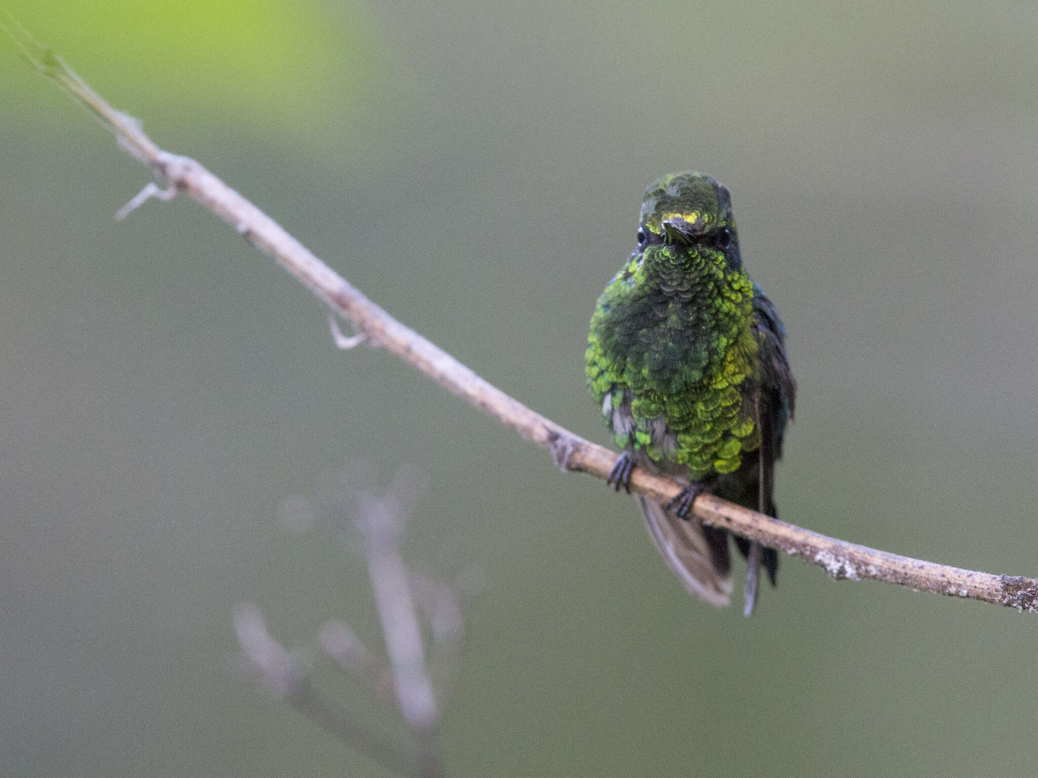 Image of Green-tailed Emerald