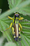 Image of Long-winged Mountain Grasshopper