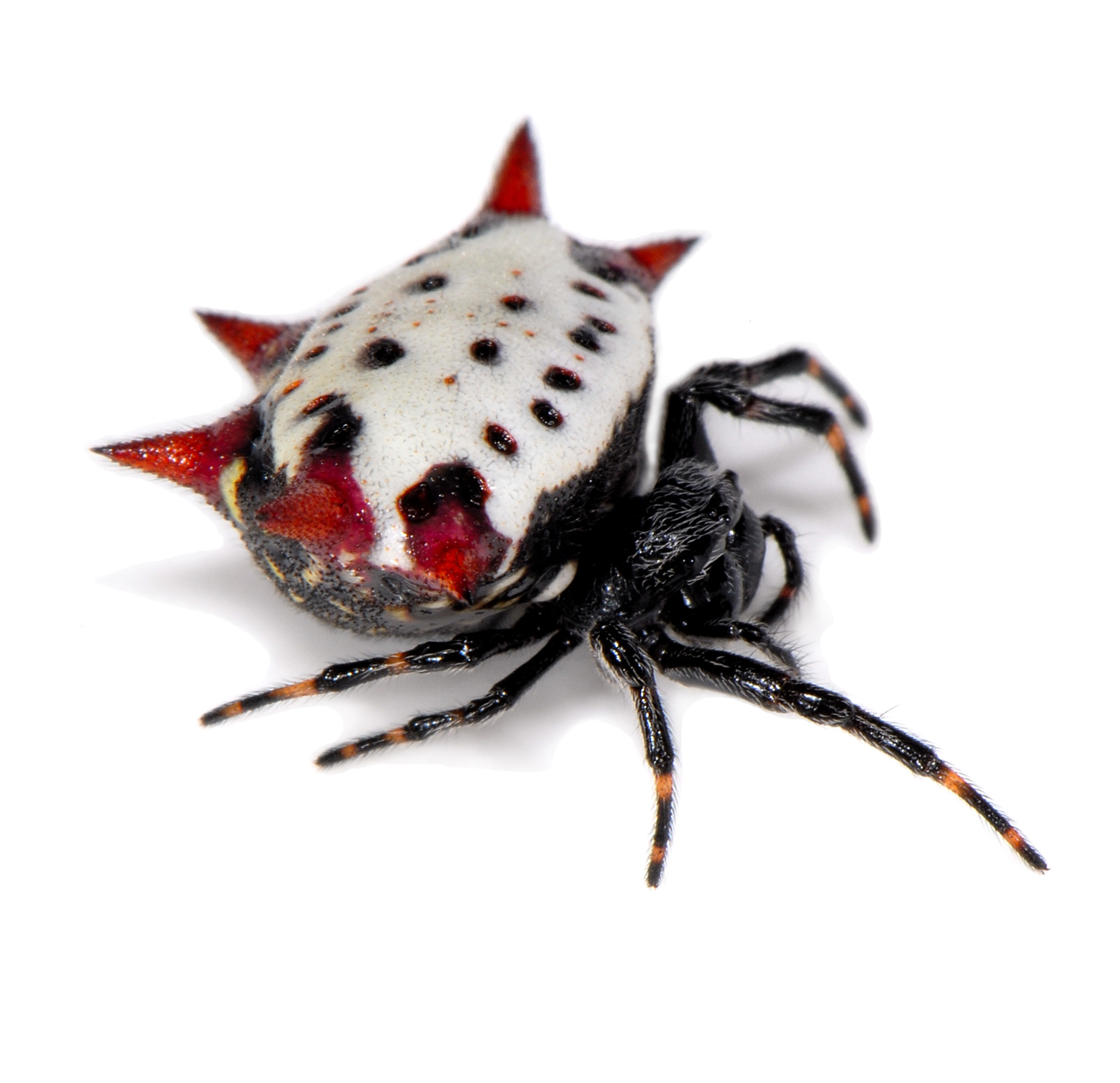 Crab Like Spiny Orb Weaver Encyclopedia Of Life