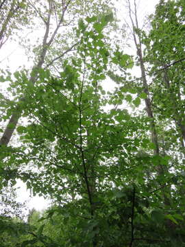 Image of Littleleaf Linden