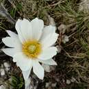 Pulsatilla alpina subsp. millefoliata (Bertol.) D. M. Moser resmi