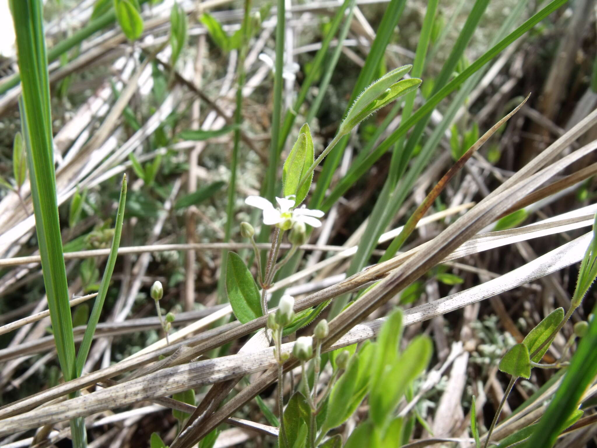 Image of Grove Sandwort