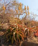 Image of Aloe vanbalenii Pillans