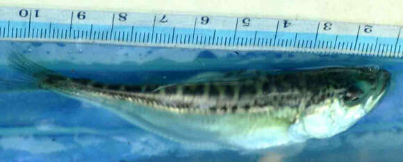 Trichodon resmi