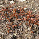 Image of Crassula multicaulis (Petrie) A. P. Druce & D. R. Given