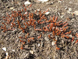 Sivun Crassula multicaulis (Petrie) A. P. Druce & D. R. Given kuva