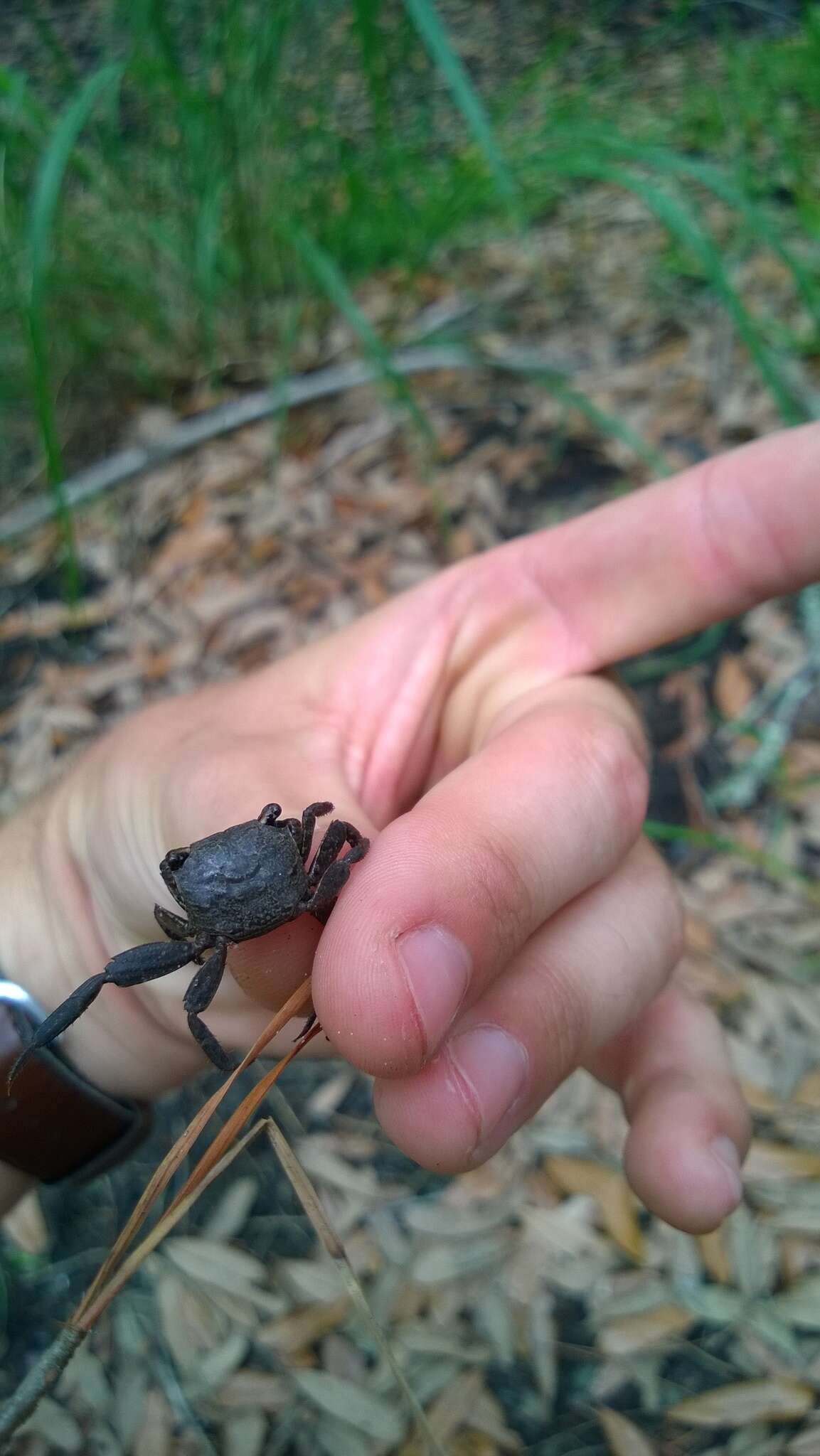 Image of Squareback Marsh Crab