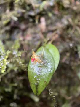 Image of Lepanthes falx-bellica Pupulin & Bogarín