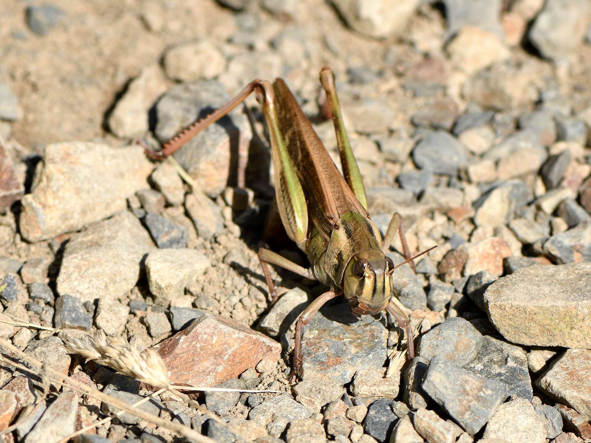 Plancia ëd Locusta