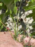 Sivun Euphorbia exserta (Small) Coker kuva