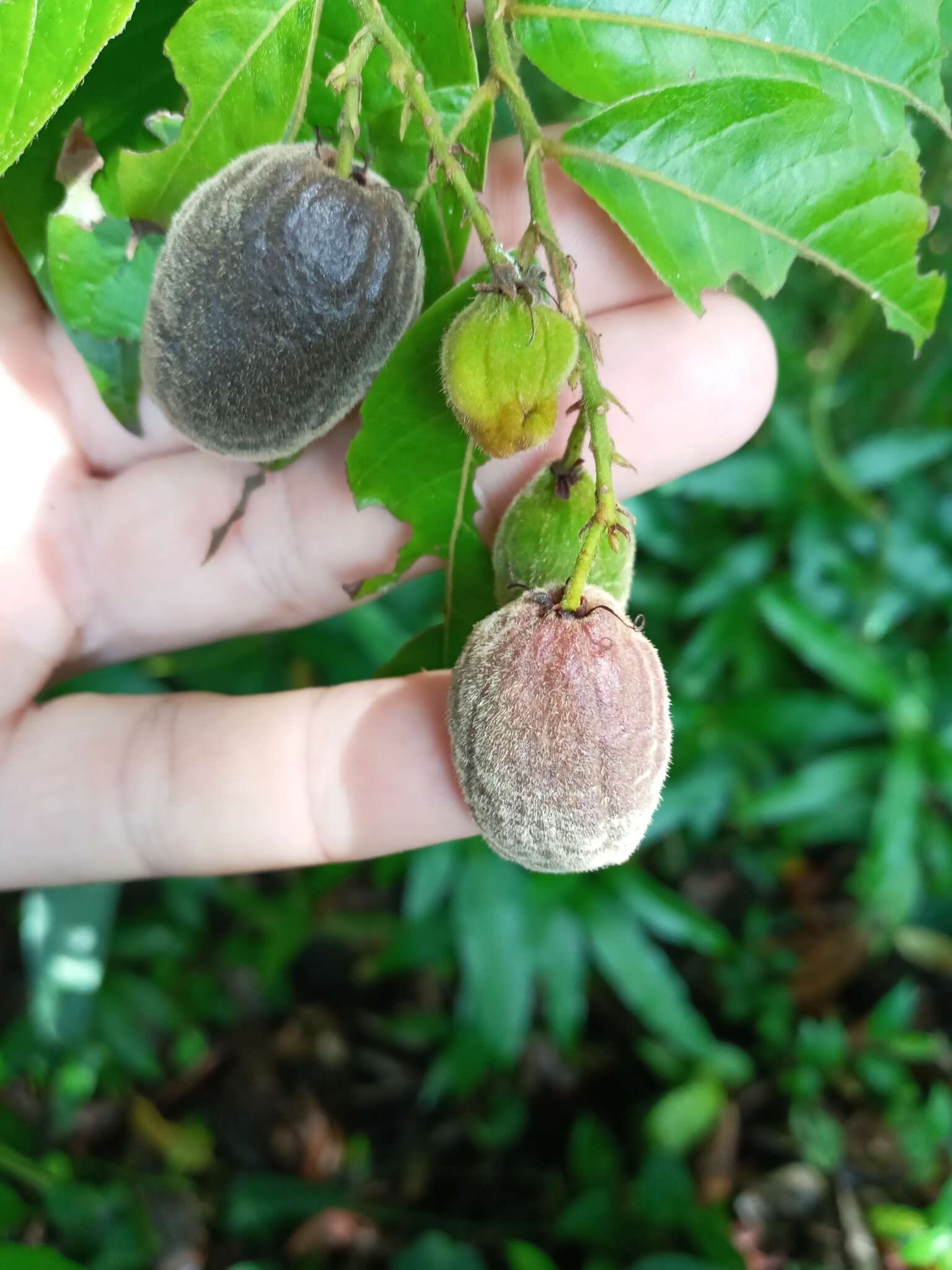 Image of Pigeon-Berry