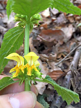 Image of Lamium galeobdolon subsp. montanum (Pers.) Hayek