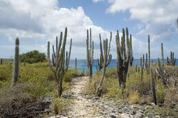 Image de Cereus repandus (L.) Mill.