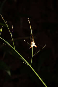 Image of Micrathena sanctispiritus Brignoli 1983