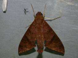 Image of False Fig Sphinx Moth