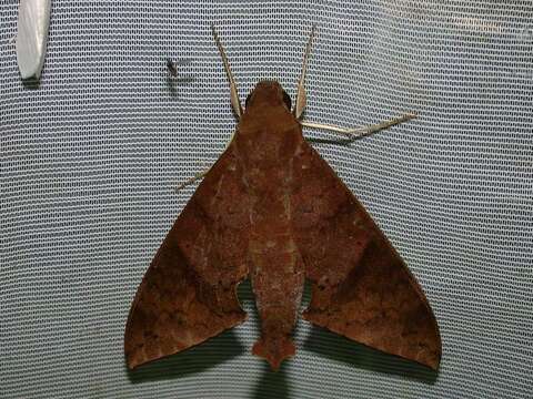 Image of False Fig Sphinx Moth