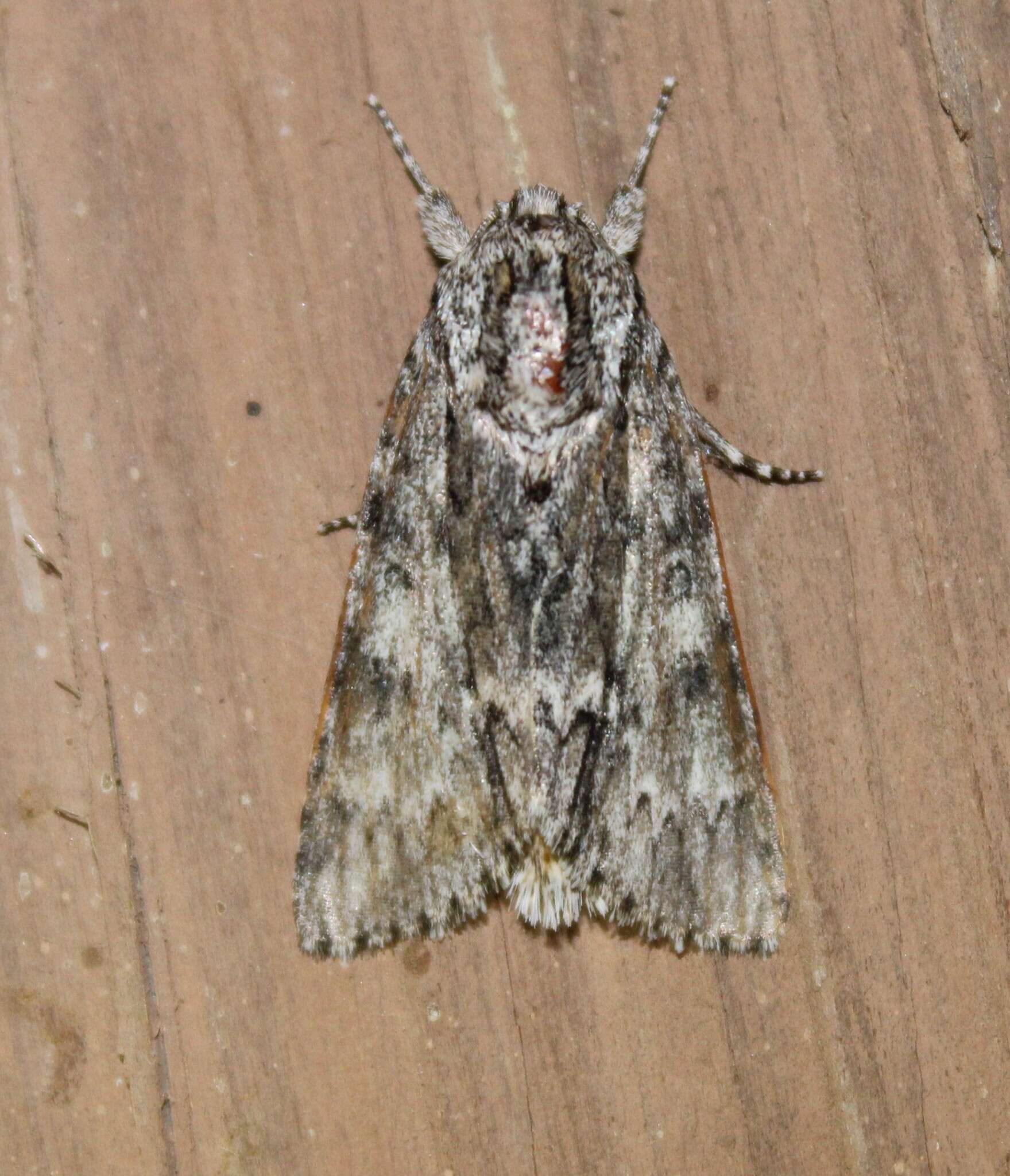 Image of Long-winged Dagger Moth