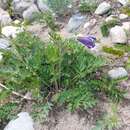 Image of Pulsatilla ambigua (Turcz.) Juzepczuk