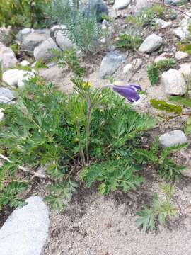 Image of Pulsatilla ambigua (Turcz.) Juzepczuk