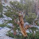 Image of Great Basin bristlecone pine