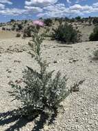 Image of Barneby's thistle