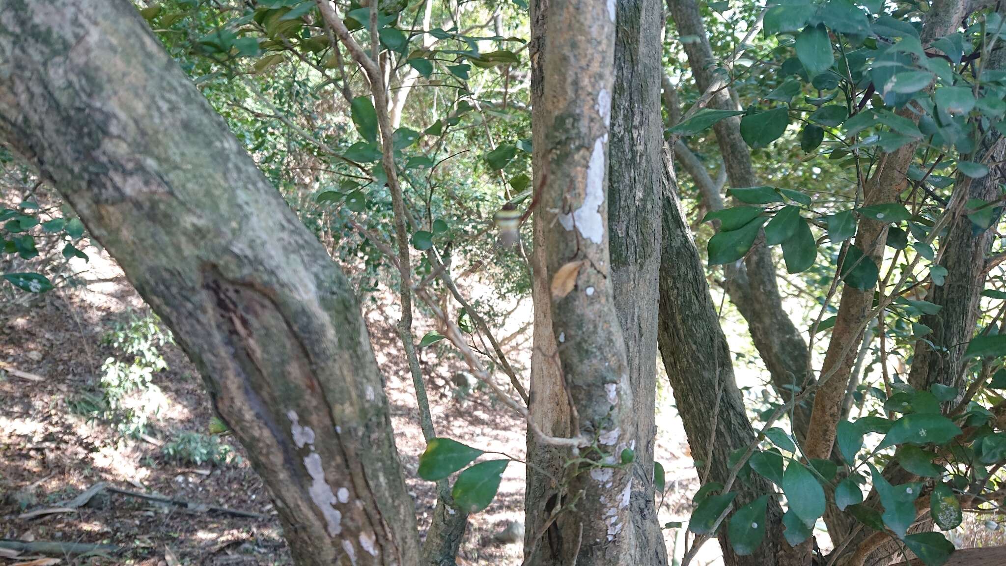 Image of Argiope aetheroides Yin, Wang, Zhang, Peng & Chen 1989