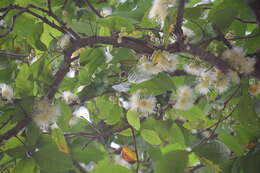 Image of watery roseapple