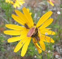 Image of Ursinia chrysanthemoides (Less.) Harv.