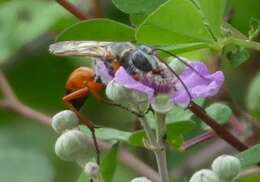 صورة Sphex pruinosus Germar 1817