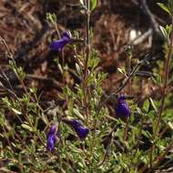 Image of Salvia thymoides Benth.