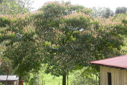 Image of Miconia conorufescens