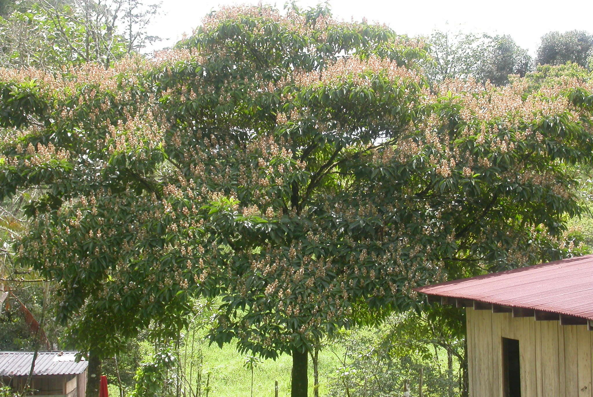 Image of Miconia conorufescens